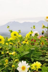 Preview wallpaper dahlias, flowers, flowerbed, horizon, mountains, sky