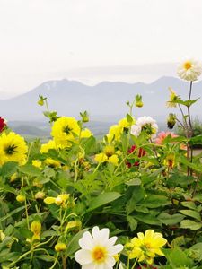 Preview wallpaper dahlias, flowers, flowerbed, horizon, mountains, sky