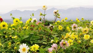 Preview wallpaper dahlias, flowers, flowerbed, horizon, mountains, sky