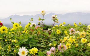 Preview wallpaper dahlias, flowers, flowerbed, horizon, mountains, sky