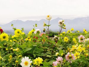 Preview wallpaper dahlias, flowers, flowerbed, horizon, mountains, sky