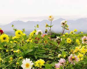 Preview wallpaper dahlias, flowers, flowerbed, horizon, mountains, sky