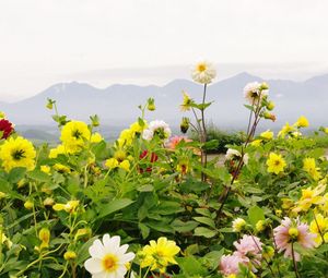 Preview wallpaper dahlias, flowers, flowerbed, horizon, mountains, sky