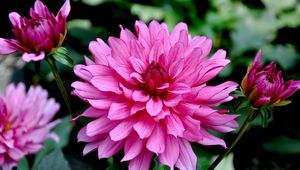 Preview wallpaper dahlias, flowers, flowerbed, flower buds, close-up, garden