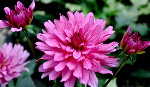 Preview wallpaper dahlias, flowers, flowerbed, flower buds, close-up, garden