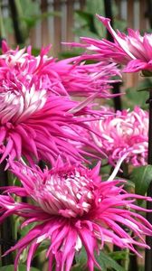 Preview wallpaper dahlias, flowers, flowerbed, garden