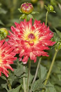 Preview wallpaper dahlias, flowers, flowerbed, sharpness, close-up