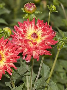 Preview wallpaper dahlias, flowers, flowerbed, sharpness, close-up