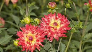 Preview wallpaper dahlias, flowers, flowerbed, sharpness, close-up