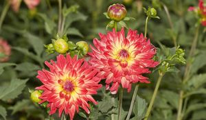 Preview wallpaper dahlias, flowers, flowerbed, sharpness, close-up