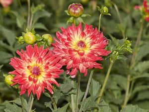 Preview wallpaper dahlias, flowers, flowerbed, sharpness, close-up