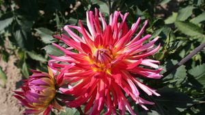 Preview wallpaper dahlias, flowers, flowerbed, sunny, green