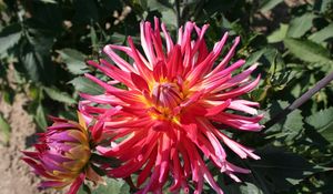 Preview wallpaper dahlias, flowers, flowerbed, sunny, green