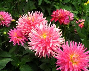 Preview wallpaper dahlias, flowers, flowerbed, green