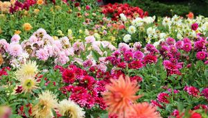 Preview wallpaper dahlias, flowers, flowerbed, much