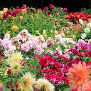 Preview wallpaper dahlias, flowers, flowerbed, much