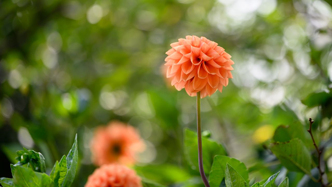 Wallpaper dahlias, flowers, garden, leaves