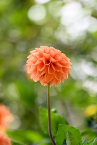 Preview wallpaper dahlias, flowers, garden, leaves