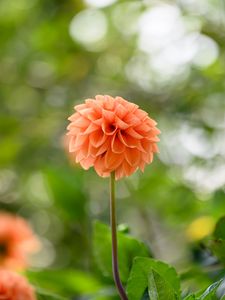 Preview wallpaper dahlias, flowers, garden, leaves