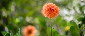 Preview wallpaper dahlias, flowers, garden, leaves