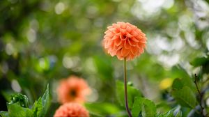 Preview wallpaper dahlias, flowers, garden, leaves