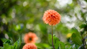 Preview wallpaper dahlias, flowers, garden, leaves