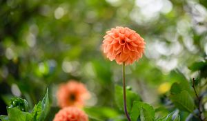Preview wallpaper dahlias, flowers, garden, leaves