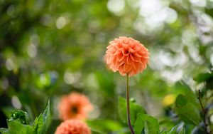 Preview wallpaper dahlias, flowers, garden, leaves