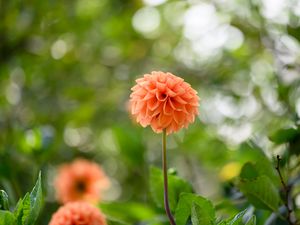 Preview wallpaper dahlias, flowers, garden, leaves