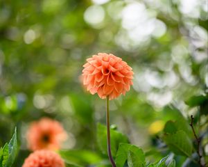 Preview wallpaper dahlias, flowers, garden, leaves