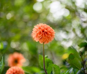 Preview wallpaper dahlias, flowers, garden, leaves
