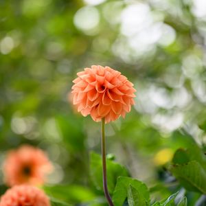 Preview wallpaper dahlias, flowers, garden, leaves