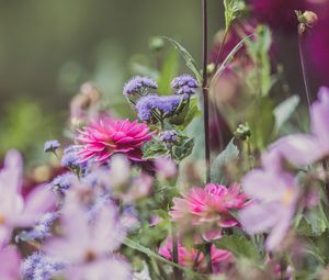 Preview wallpaper dahlias, flowers, garden, bloom