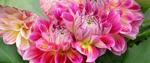 Preview wallpaper dahlias, flowers, loose, leaves