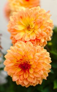 Preview wallpaper dahlias, flowers, petals, buds, yellow, macro