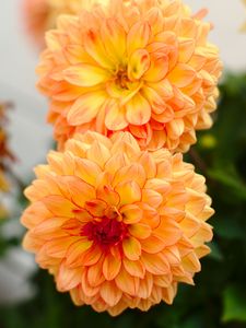 Preview wallpaper dahlias, flowers, petals, buds, yellow, macro