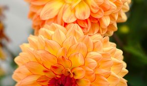 Preview wallpaper dahlias, flowers, petals, buds, yellow, macro