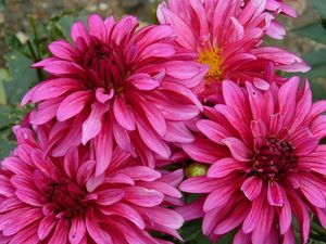 Preview wallpaper dahlias, flowers, petals, close-up