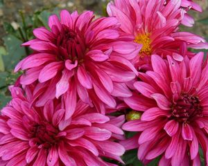 Preview wallpaper dahlias, flowers, petals, close-up