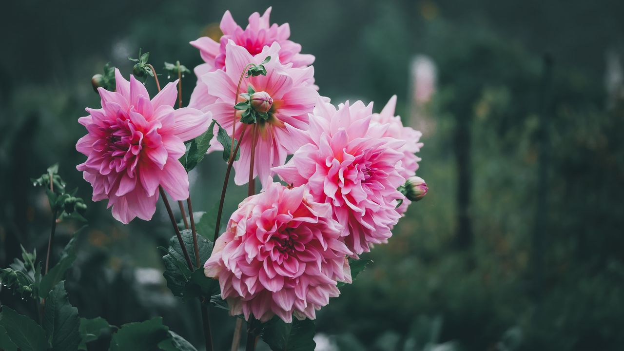 Wallpaper dahlias, flowers, pink, petals, bud