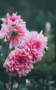 Preview wallpaper dahlias, flowers, pink, petals, bud