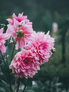 Preview wallpaper dahlias, flowers, pink, petals, bud