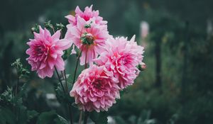 Preview wallpaper dahlias, flowers, pink, petals, bud