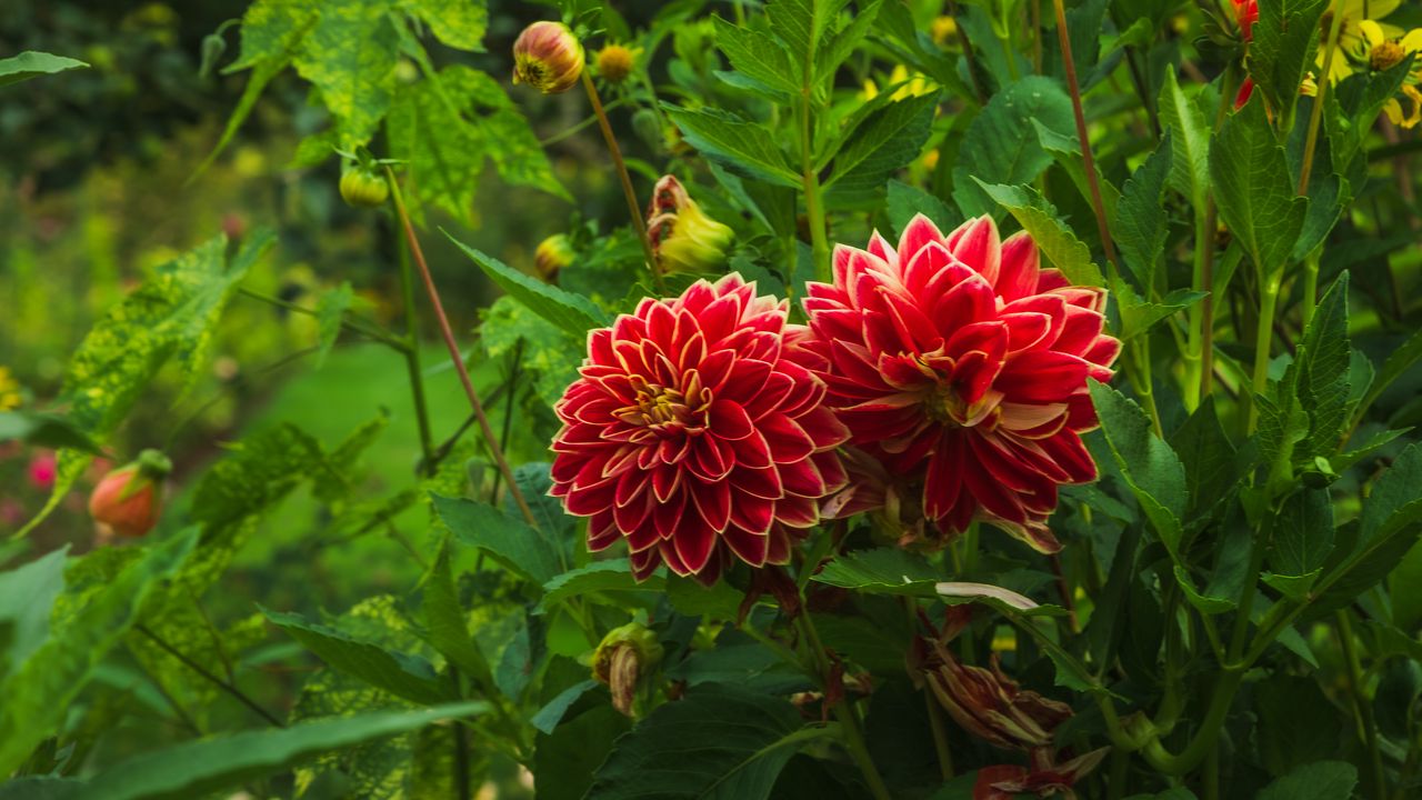 Wallpaper dahlias, flowers, plants, petals