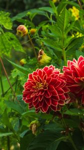 Preview wallpaper dahlias, flowers, plants, petals