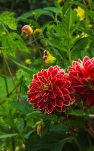 Preview wallpaper dahlias, flowers, plants, petals