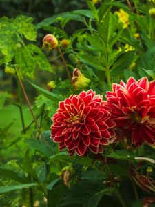 Preview wallpaper dahlias, flowers, plants, petals