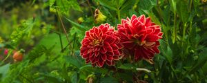 Preview wallpaper dahlias, flowers, plants, petals
