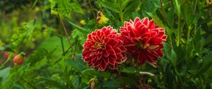 Preview wallpaper dahlias, flowers, plants, petals