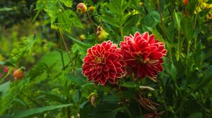 Preview wallpaper dahlias, flowers, plants, petals